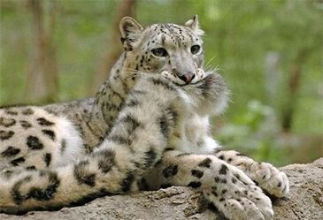 Cat Leopard Illustration, snow leopard, legendary Creature, mammal png |  PNGEgg