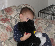 Child holding his Portuguese Water Dog.