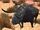 Pack Bull