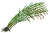 Riceweed