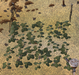 VegPatch.png