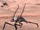 Skimmer