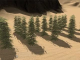 Hemp Farm