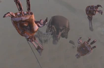 Останки Бегемота