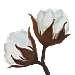 Cotton