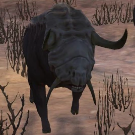 Wildbull