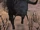 Wild Bull