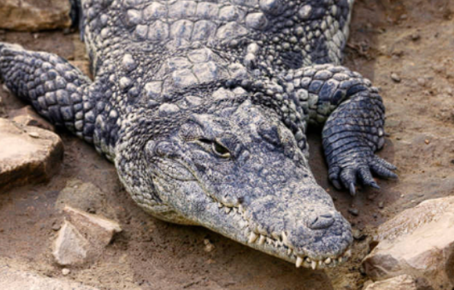 Jebidiahs Nile Crocodiles Kensington Gov Wiki Fandom