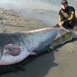 逃がした魚は大きい Kerokero Wiki Fandom 逃がした魚は大きい Kerokero Wiki Fandom