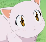 Kitten close-up.png (387 KB)