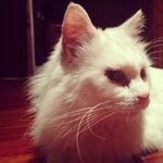 Mr. fluffy pant$.jpg