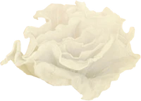 Deconstructed flower (png made by @keshaswhore)