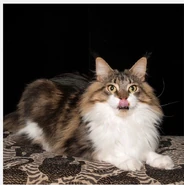 Charlie 420 2017.png (555 KB) Charlie