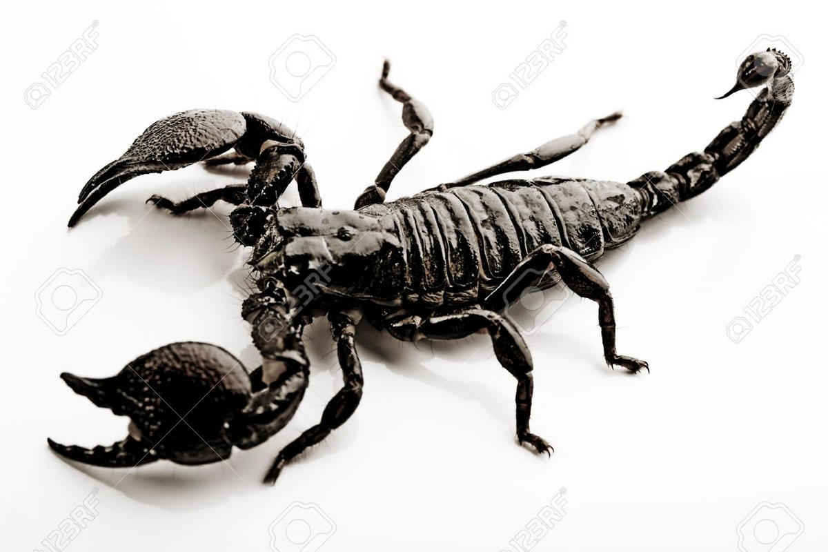 Stock image of a scorpion | Khonjin House Wiki | Fandom
