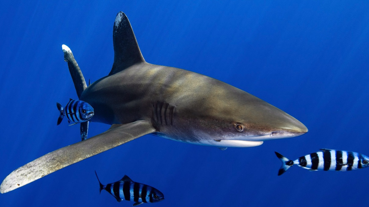 Oceanic Whitetip Shark | Khyler’s Imagination Tank Wiki | Fandom