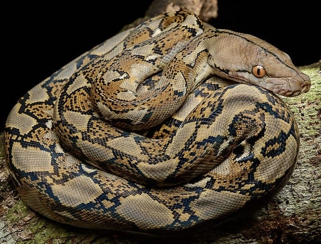 Reticulated Python | Khyler’s Imagination Tank Wiki | Fandom