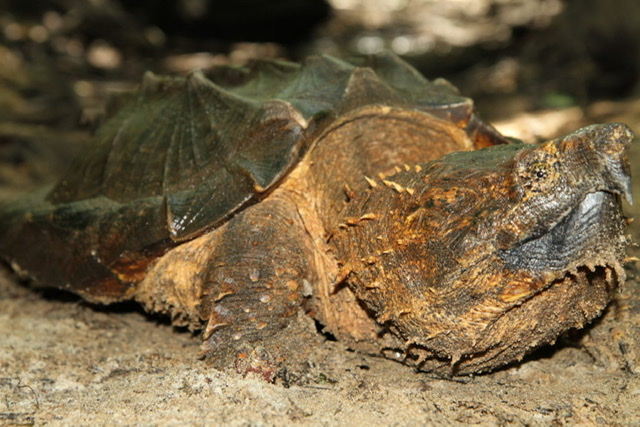 Alligator Snapping Turtle | Khyler’s Imagination Tank Wiki | Fandom