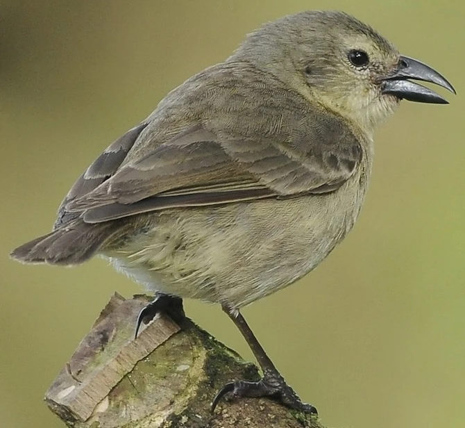 Woodpecker Finch Khyler’s Imagination Tank Wiki Fandom