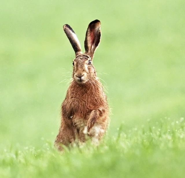 hares 1s