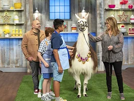 Llama Drama Picture
