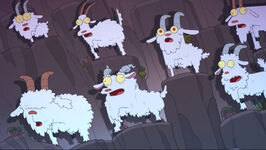 WALL OF GOAT