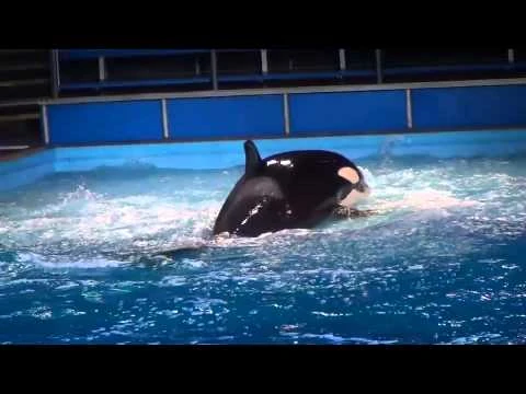 Unna,_Takara,_Sakari,_Kamea,_Tuar_-_One_Ocean_Opening_(March_2014)