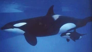 Kasatka and Takara. Photo Provided by SeaWorld.