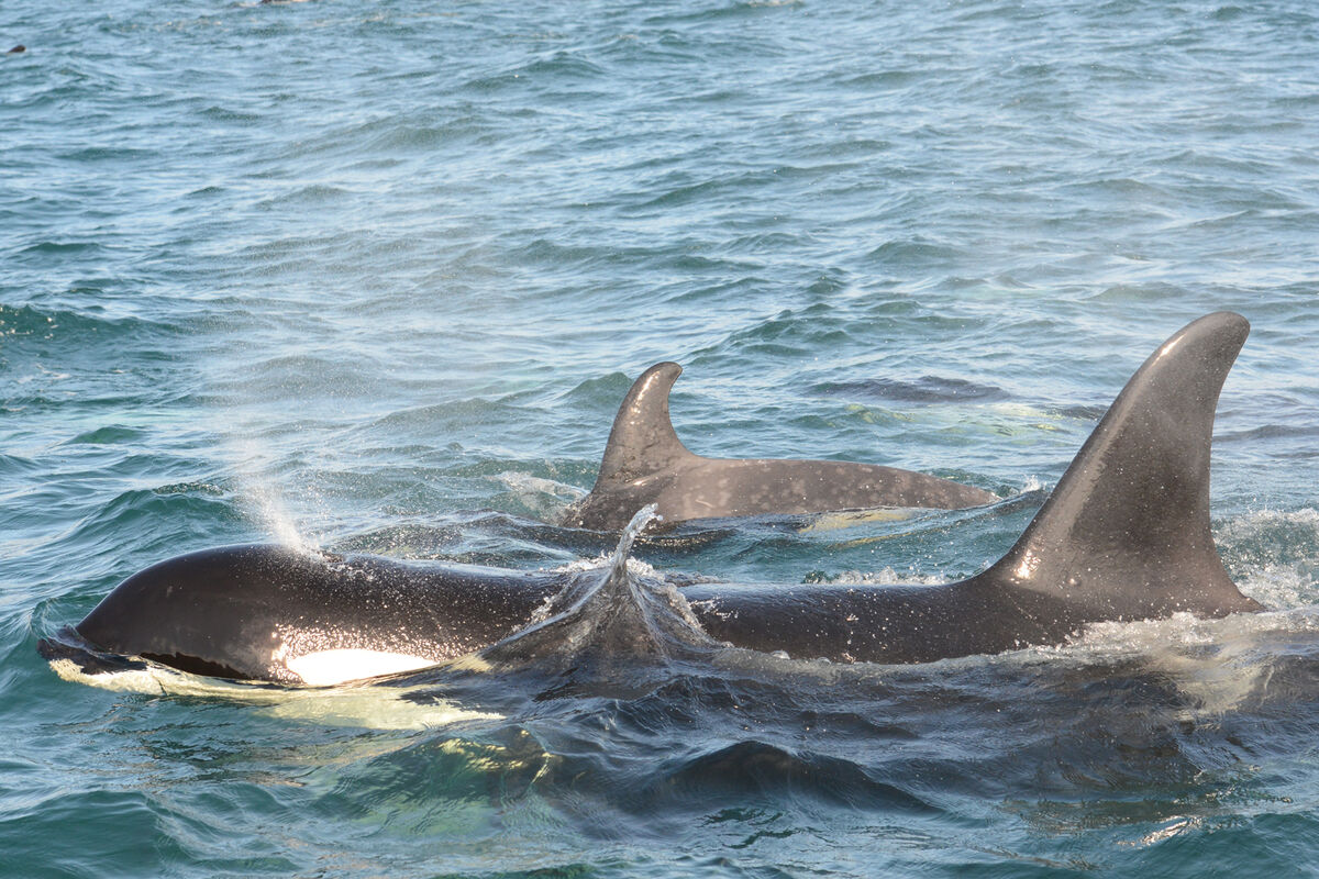 人気デザイナー Wilson ウィルソン KILLER WHALE 5番 21° クラブ