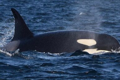 J48 Saiph | Killer Whale Wiki | Fandom