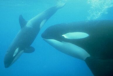 HW-OO05ETP-0018 Diego | Killer Whale Wiki | Fandom HW-OO05ETP-0018 Diego | Killer Whale Wiki | Fandom