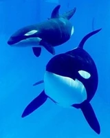 Kalina and Tuar. Photo provided by SeaWorld.