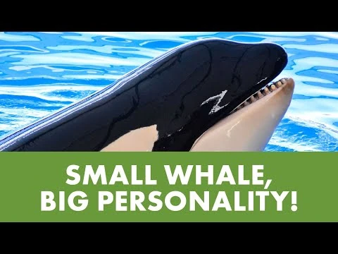 Meet_Kamea_at_SeaWorld_San_Antonio!