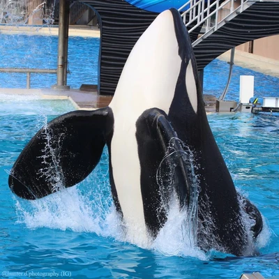 Photos of Keet | Killer Whale Wiki | Fandom