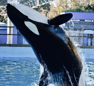 Kamea at SeaWorld San Antonio. Photo provided by dakotajophotos.