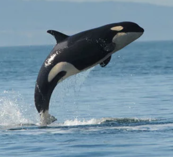 L112 Sooke | Killer Whale Wiki | Fandom