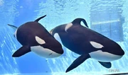 Earth and Lynn. Photo provided by Port of Nagoya Public Aquarium.