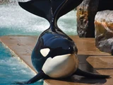 Makani