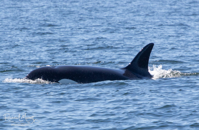 T018 Esperanza | Killer Whale Wiki | Fandom T018 Esperanza | Killer Whale Wiki | Fandom