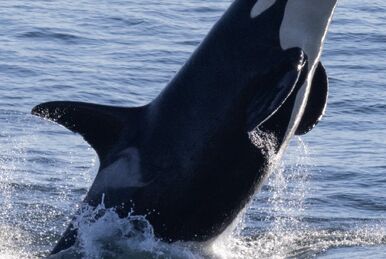 [即完] FALILV by FaLiLV グラフィックパーカ whale 即完] FALILV by FaLiLV グラフィックパーカ whale FALILV by