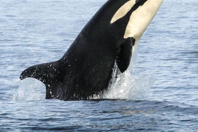 SN119 Joker | Killer Whale Wiki | Fandom