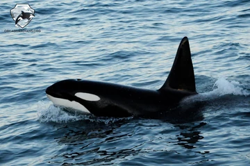 450?cb=20230219191612