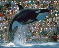 Nootka preforming at SeaWorld San Diego.
