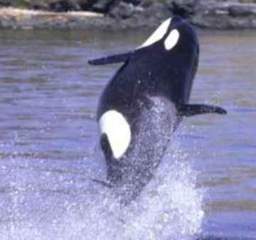 てとです⭐︎ ORCA Minute Stream 2000 飼育用品・器具】【海水用水流ポンプ】【MMC企画】ORCA Minute