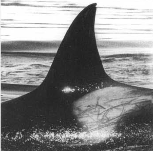 T022 Eucott | Killer Whale Wiki | Fandom T022 Eucott | Killer Whale Wiki | Fandom