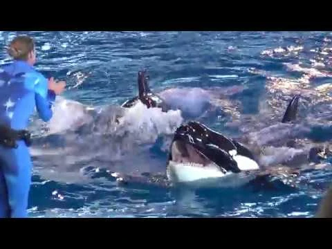 Takara,_6-week-old_Kyara,_Sakari,_Kamea_-_One_Ocean_Clips_(June_2017)