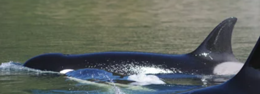 T023C Cindy | Killer Whale Wiki | Fandom T023C Cindy | Killer Whale Wiki | Fandom