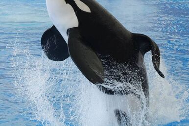 T002B Pedder | Killer Whale Wiki | Fandom