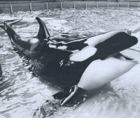 Nootka at Marineland Canada.