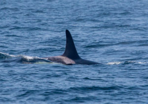 J44 Moby | Killer Whale Wiki | Fandom