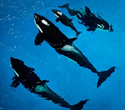 Sakari, Takara, Kyara, and Kamea at SeaWorld San Antonio, 2017. Photo provided by SeaWorld.